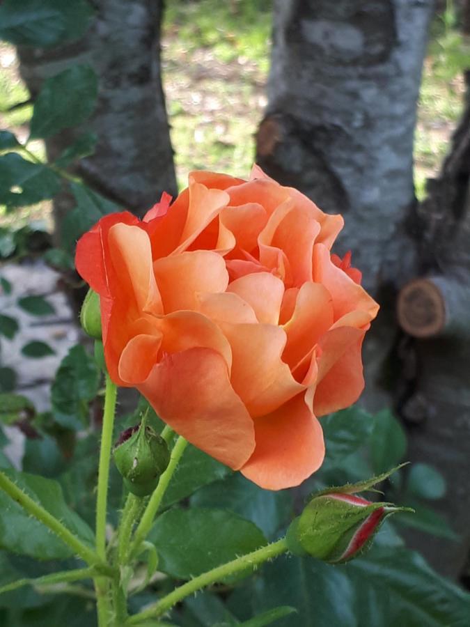 Вілла L'Escale Cote Jardin Saint-Laurent-de-Medoc Екстер'єр фото