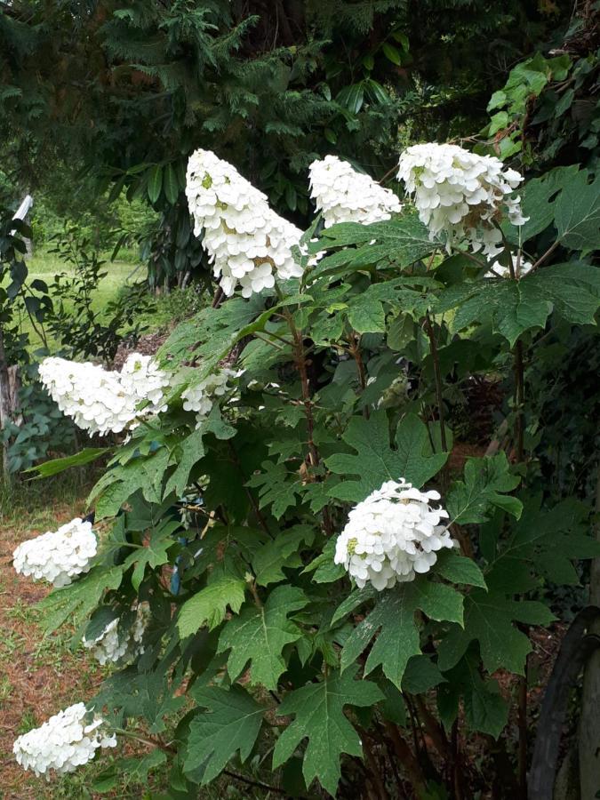 Вілла L'Escale Cote Jardin Saint-Laurent-de-Medoc Екстер'єр фото